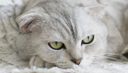 世界杯比赛在线观看入口-欧文遭罚款后再出争议言论 皮尔斯、拉夫纷纷反驳